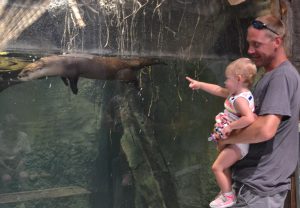 Discovery Center Opens Otter Exhibit After Renovations
