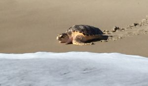 Rehabbed Loggerhead Released From Assateague