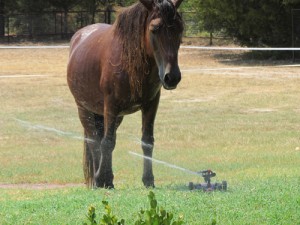 Horse Adjusting To New Digs Away From Assateague