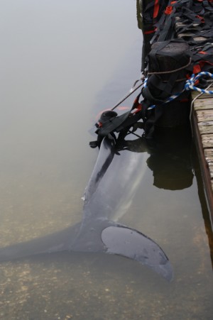 Minke Whale Found In Watershed Creek
