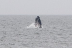 Whale Spotted Just Off Coast