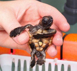 One Turtle Hatchling Thriving After Being Relocated From Assateague