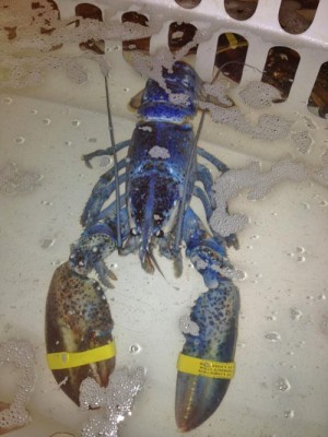 Rare Blue Lobster Caught Off OC