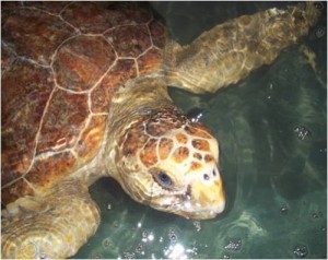 Turtle Rescued By OCBP Released