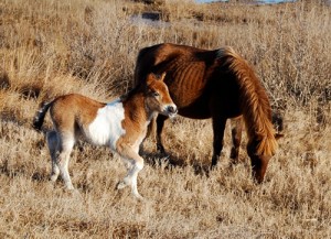 Assateague Officials Report New Foal Thriving
