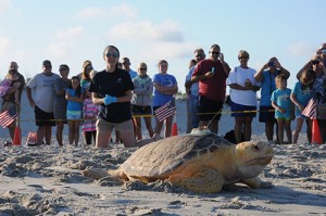 Four Loggerhead Turtles Released From Assateague After Rehabilitation