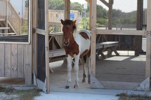 Naming Contest Planned For New Assateague Foal