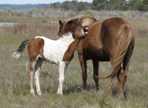 Assateague Analyzing Feces To Gauge Horse Pregnancies; 29 Island Mares Being Tracked