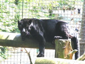 Salisbury Zoo’s Jaguar Euthanized
