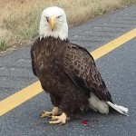 The most noticeable injury the bald eagle sustained after striking a moving vehicle on Route 50 was to its right eye. Motorists are seen standing over the eagle waiting for assistance from the DNR. Photos by Heather Vest and Harry Rinehart