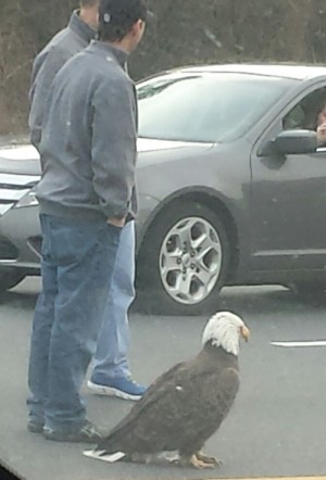 Motorists Protect Bald Eagle After It Hit Car On Route 50; Witness: ‘It Stood With Such Strength And Fortitude’