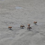 As they have for generations, around 100 wild horses continue to call Assateague home today. Photo courtesy of AINS