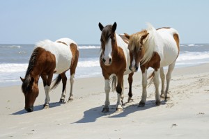 Assateague In Running For Country’s Favorite State Park Title