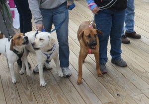 Committee Seeks Extending Pets On Boardwalk Period By A Month; Police Commission Not Willing To OK This Year
