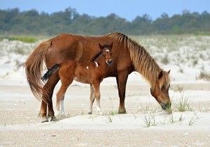 Foal’s Birth Raises Assateague’s Md. Herd Size To 93