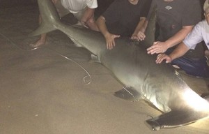 Hammerhead Shark Birthed 20 Pups Before Dying; Witnesses Help Put Pups Back In Ocean