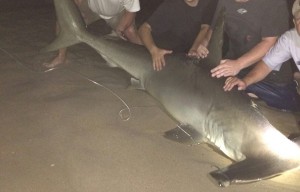 Beached Hammerhead Shark Discovered In Fenwick Reportedly Birthed Pups In OC