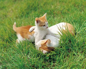 Groups Hoping To Change County’s Feral Cat Law