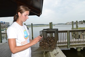 Residents, Bays Program Partner On Oyster Gardening Effort