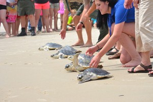 Seven Rehabbed Turtles Released On Assateague