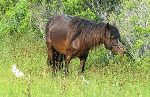 Officials Forced To Euthanize Assateague’s Oldest Stallion