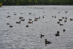Report On Pines Geese Population Efforts Coming