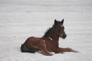 Assateague Foal Naming Rights Won For $7,900 In Online Auction
