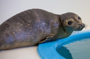 Rescued Bethany Seal Responding Well To Treatment