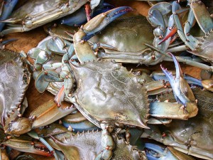 DNR Survey Predicts ‘Robust’ Blue Crab Harvest; Chesapeake Population Up 35%