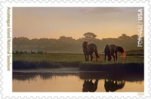 Forever Stamp Series Features Assateague Horses