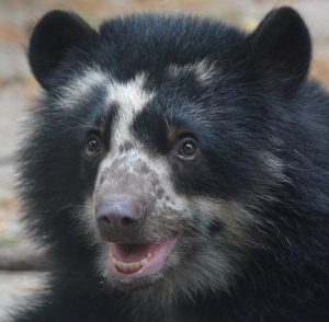 Salisbury Preparing Bear Cub For Relocation To San Diego