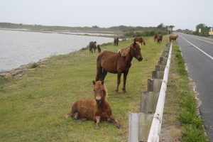 Assateague Island’s Future Being Weighed As Migration Puts It At A Crossroads