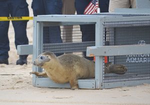 Juvenile Seal Returned To Ocean After Rehab Stint