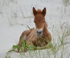 Assateague Welcomes Colt, 2nd New Addition To Herd This Year