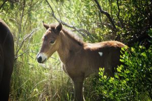 Colt Born Monday On Assateague Island; Fourth Foal of 2016 ‘Expected Soon’