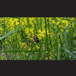 A bumble bee is pictured on some overgrown vegetation along a Maryland roadway recently. Submitted Photos
