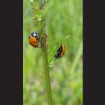 Two ladybugs are pictured on oxeye daisy that has been left to grow to support pollinator habitats.