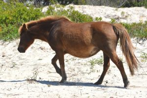Surprise Foal Expected Soon On Assateague Island; Gokey Go Bones Expected To Birth Soon