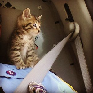 Kitten Rescued From Route 90 Bridge
