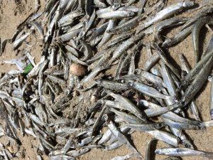 Corporate Menhaden Harvesting Off Coast Raises Concerns For Local Fishermen