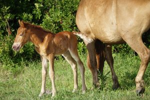 On Assateague, Circle Of Life On Full Display This Week; Surprise Filly’s Birth Happens Three Days After Stallion Euthanized