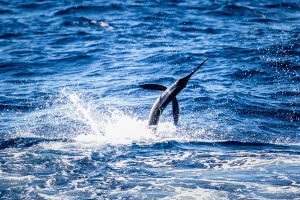 Hot White Marlin Bite Off Ocean City Coast ‘A Fisherman’s Dream’