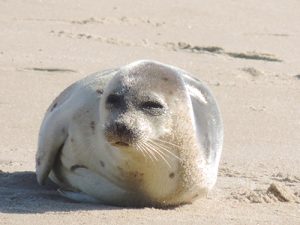 Coastal Bays Group Seeks Seal Stewards