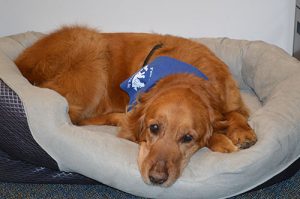 School’s New Therapy Dog Wins Online Contest