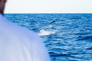 Private Group Chips In $5K For First White Marlin Prize; Season’s First Billfish Could Now Be Worth $15,000