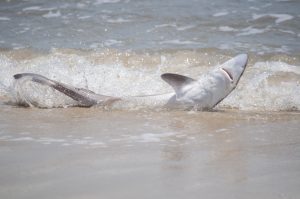 Local Expert Weighs In On OC Shark Beaching