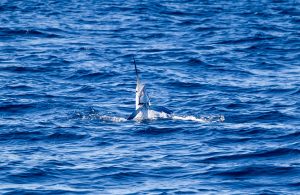 Plans Outlined For First White Marlin Promotion, Including Guess Date Contest