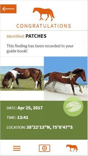 Assateague Horse Identification App Ready For Launch Soon