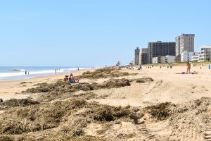 Ocean City Waiting To Truck Away Suspected Phragmites From Beach