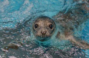 Rescued Seal On Mend At Aquarium